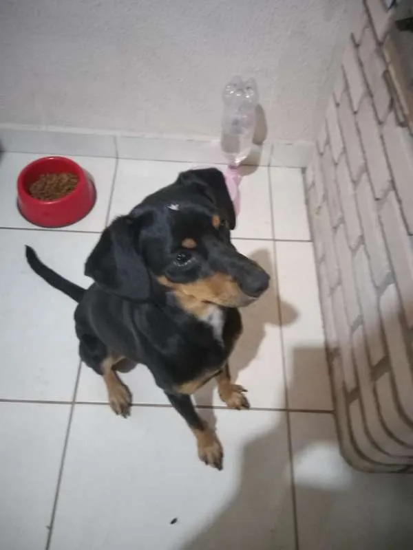Cachorro ra a srd idade 7 a 11 meses nome Jade