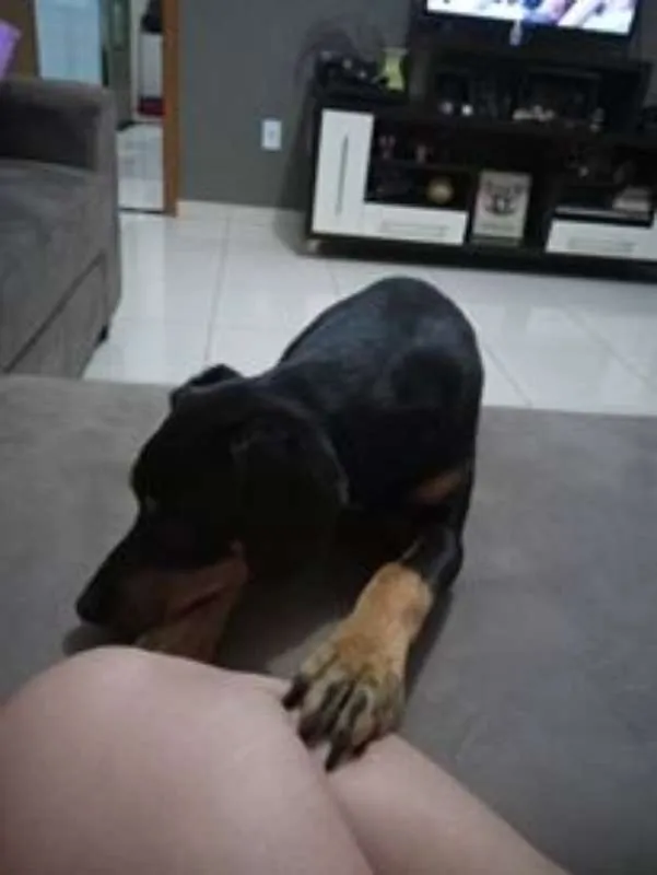 Cachorro ra a srd idade 7 a 11 meses nome Jade