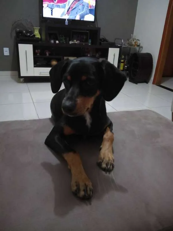 Cachorro ra a srd idade 7 a 11 meses nome Jade