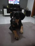 Jade