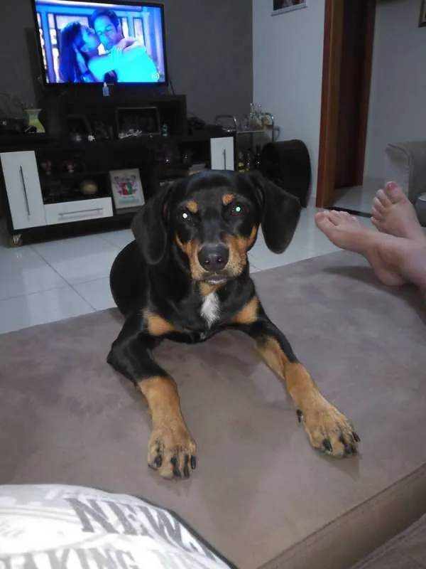 Cachorro ra a srd idade 7 a 11 meses nome Jade