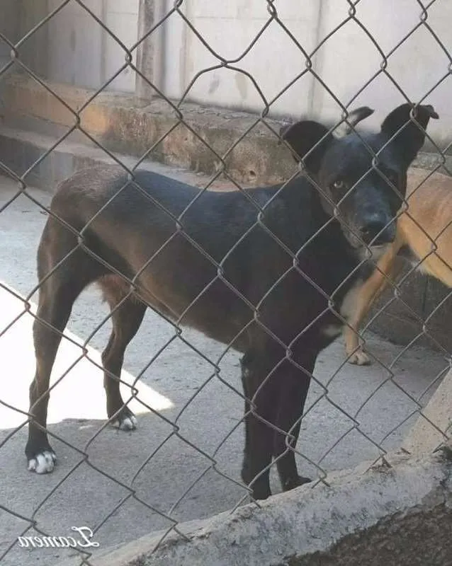 Cachorro ra a srd idade 6 ou mais anos nome Paola Raquel