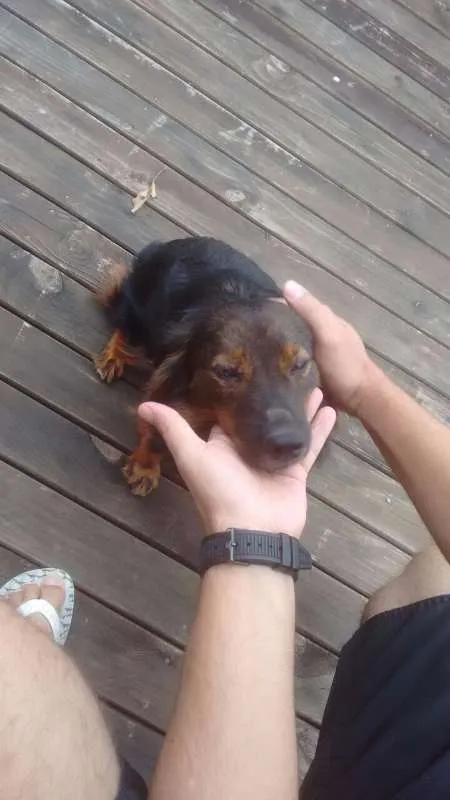 Cachorro raça Mista idade 7 a 11 meses nome Sem Nome