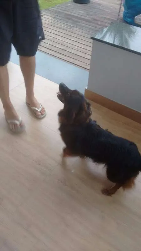 Cachorro raça Mista idade 7 a 11 meses nome Sem Nome