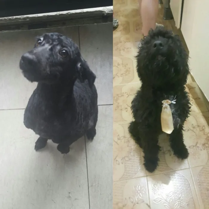 Cachorro ra a Poodle mestiço idade 7 a 11 meses nome Luckie 