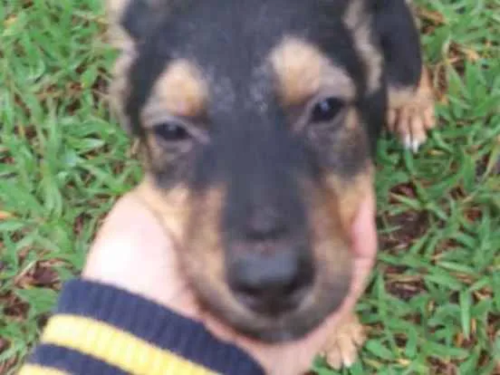 Cachorro ra a Misturinha idade 2 a 6 meses nome Ben