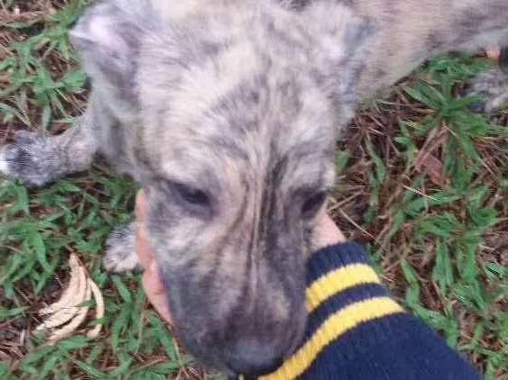 Cachorro ra a Misturinha  idade Abaixo de 2 meses nome Eleven