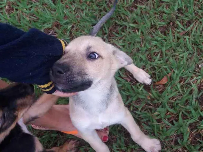 Cachorro ra a Misturinha idade Abaixo de 2 meses nome Bolinha