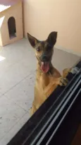 Pipoca