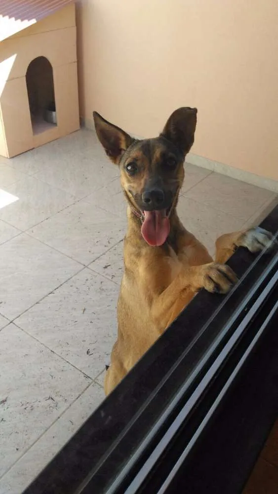 Cachorro raça SRD idade 1 ano nome Pipoca