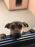 Pipoca