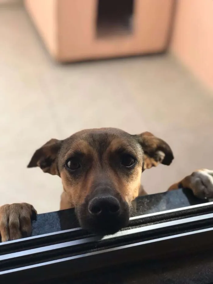 Cachorro raça SRD idade 1 ano nome Pipoca