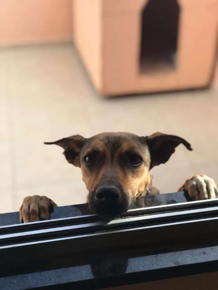 Cachorro raça SRD idade 1 ano nome Pipoca