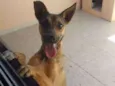 Pipoca