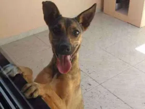Cachorro raça SRD idade 1 ano nome Pipoca