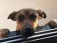 Pipoca