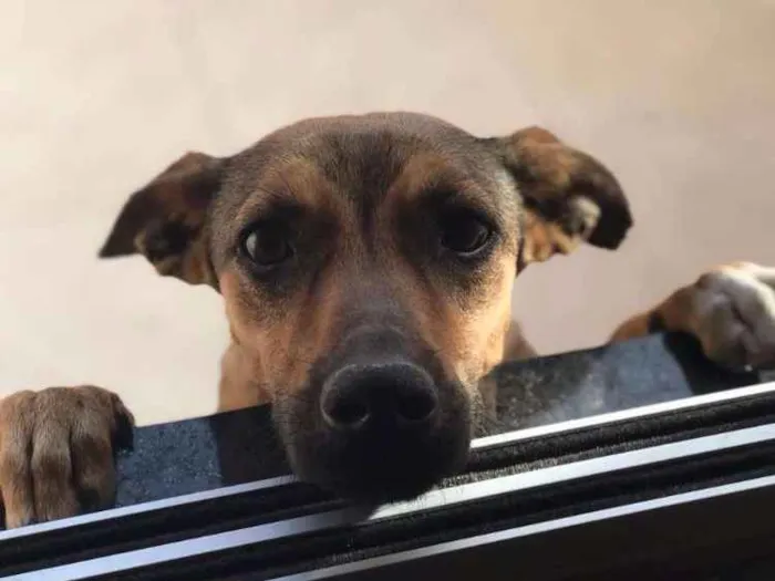 Cachorro raça SRD idade 1 ano nome Pipoca