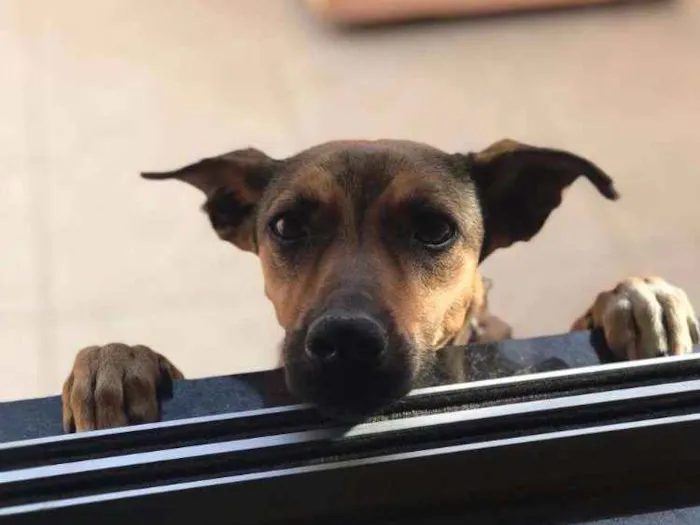 Cachorro raça SRD idade 1 ano nome Pipoca