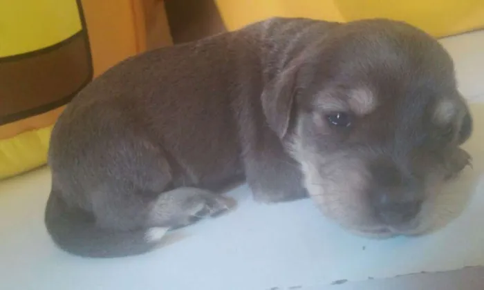 Cachorro ra a  idade Abaixo de 2 meses nome Filhotes