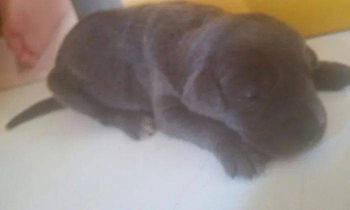 Cachorro ra a  idade Abaixo de 2 meses nome Filhotes