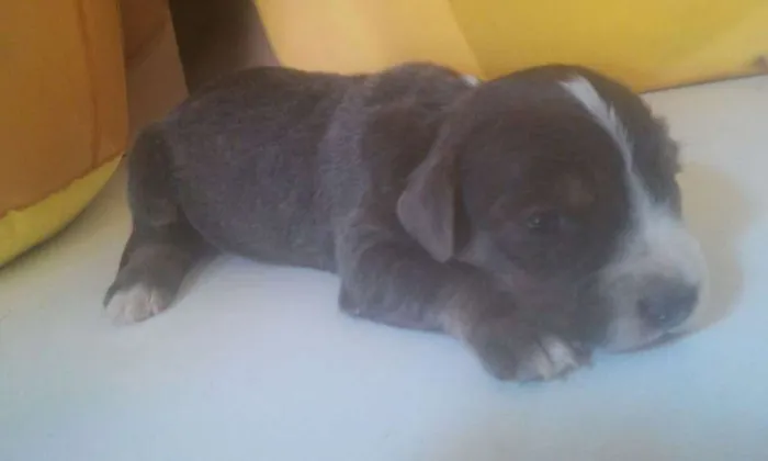 Cachorro ra a  idade Abaixo de 2 meses nome Filhotes