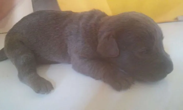 Cachorro ra a  idade Abaixo de 2 meses nome Filhotes