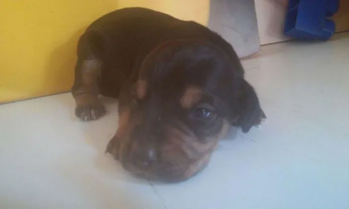 Cachorro ra a  idade Abaixo de 2 meses nome Filhotes