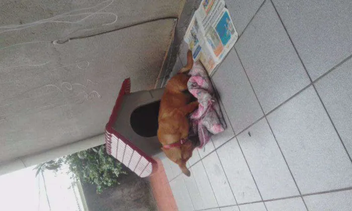 Cachorro ra a Bacet com vira lata idade 2 a 6 meses nome Totó Pimpão