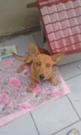 Totó Pimpão