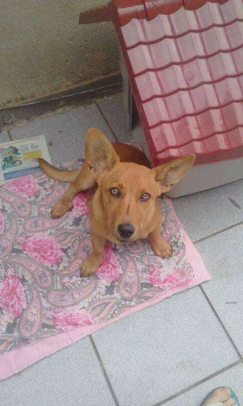 Cachorro ra a Bacet com vira lata idade 2 a 6 meses nome Totó Pimpão