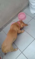 Totó Pimpão