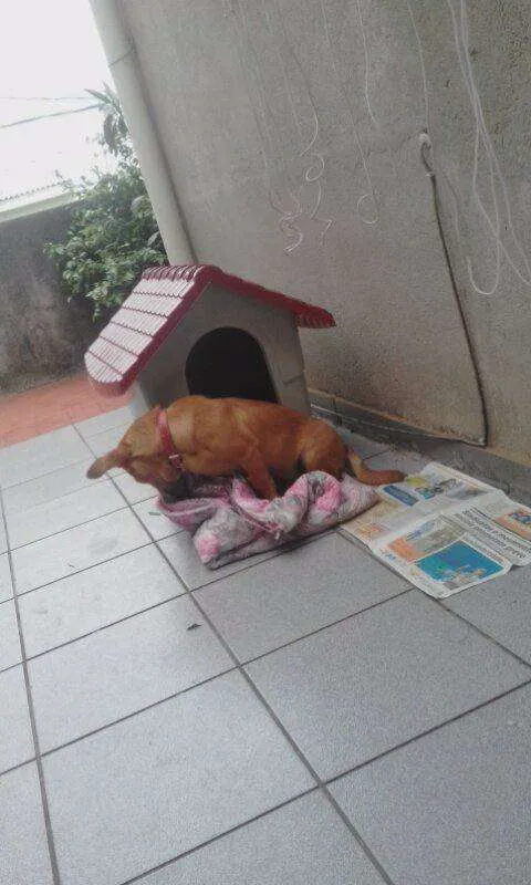 Cachorro ra a Bacet com vira lata idade 2 a 6 meses nome Totó Pimpão