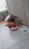Totó Pimpão