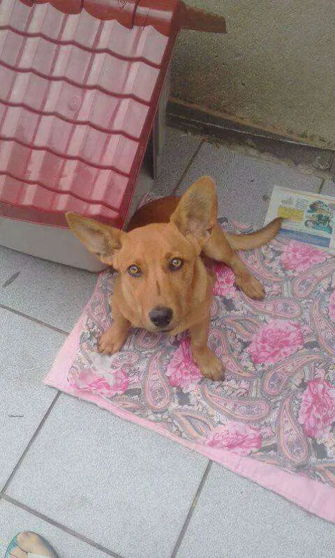 Cachorro ra a Bacet com vira lata idade 2 a 6 meses nome Totó Pimpão