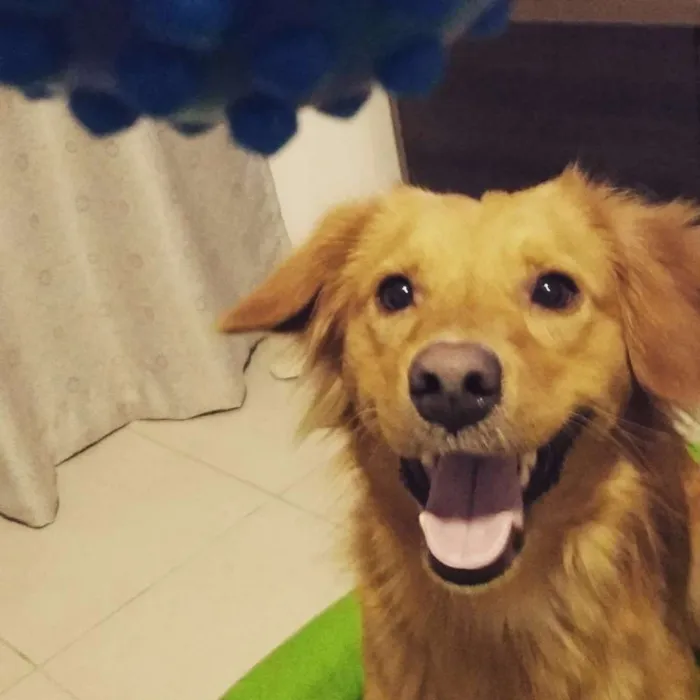 Cachorro raça SRD idade 4 anos nome Billy