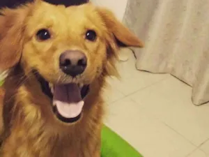 Cachorro raça SRD idade 4 anos nome Billy