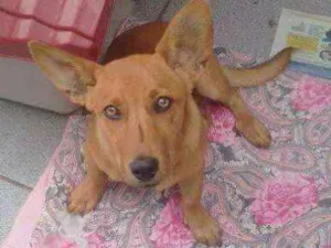 Cachorro raça Bacet com vira lata idade 2 a 6 meses nome Totó Pimpão