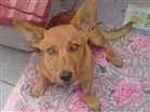Cachorro raça Bacet com vira lata idade 2 a 6 meses nome Totó Pimpão