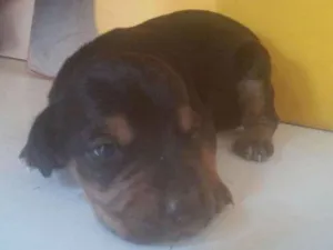 Cachorro raça  idade Abaixo de 2 meses nome Filhotes