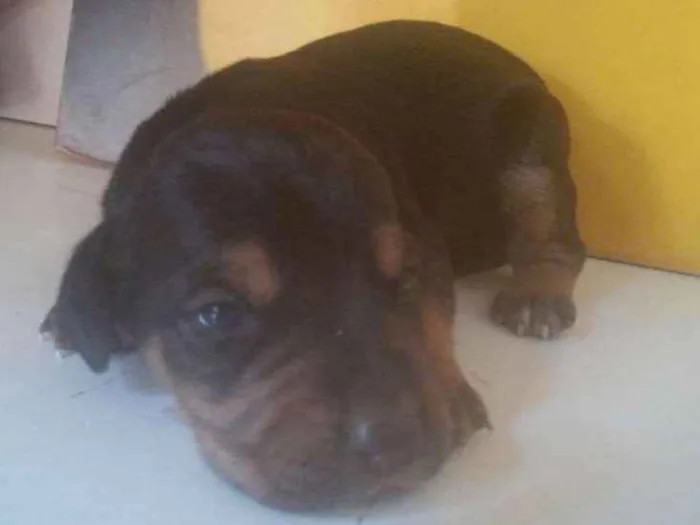 Cachorro ra a  idade Abaixo de 2 meses nome Filhotes