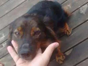 Cachorro raça Mista idade 7 a 11 meses nome Sem Nome