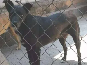 Cachorro raça srd idade 6 ou mais anos nome Paola Raquel