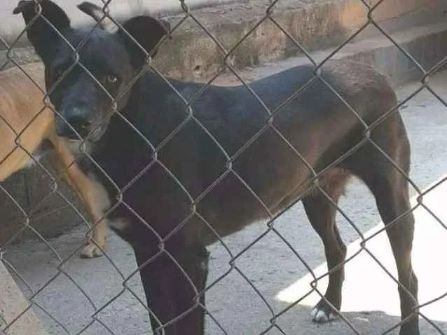 Cachorro ra a srd idade 6 ou mais anos nome Paola Raquel