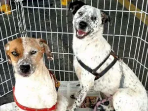 Cachorro raça srd idade 1 ano nome Cães