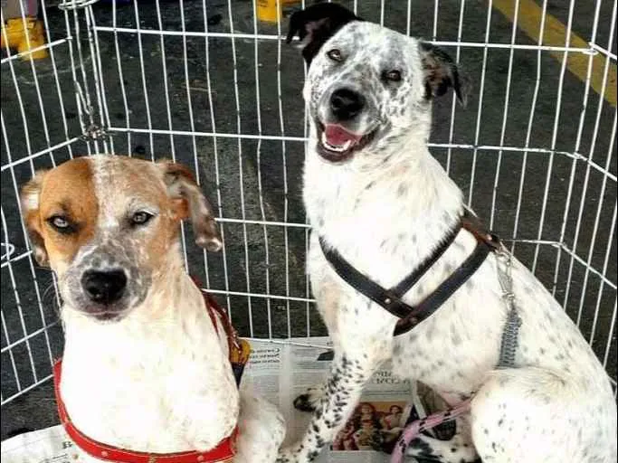 Cachorro ra a srd idade 1 ano nome Cães