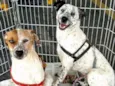 Cães