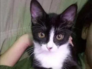 Gato raça Sem raça definida idade 1 ano nome Ravena