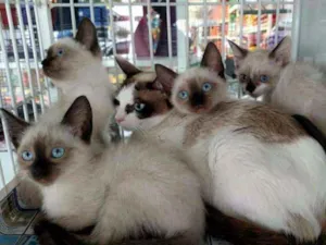 Gato raça Srd idade 2 a 6 meses nome Gatos