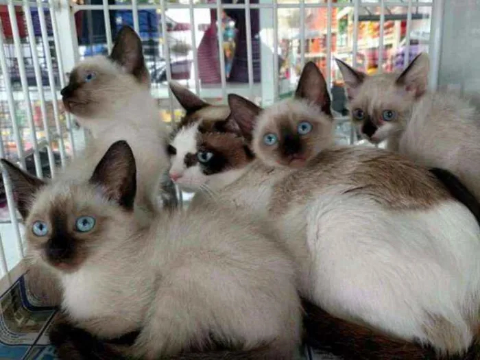 Gato ra a Srd idade 2 a 6 meses nome Gatos