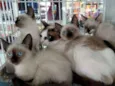 Gatos